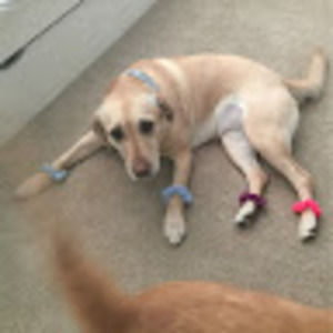 Meet your Posher, Morgan